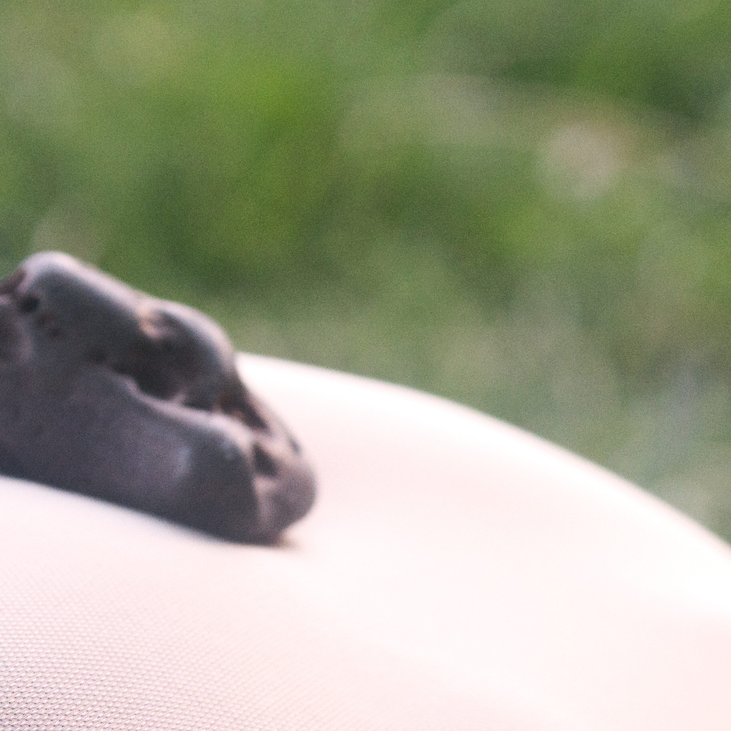 Joanna Chwilkowska Asidron